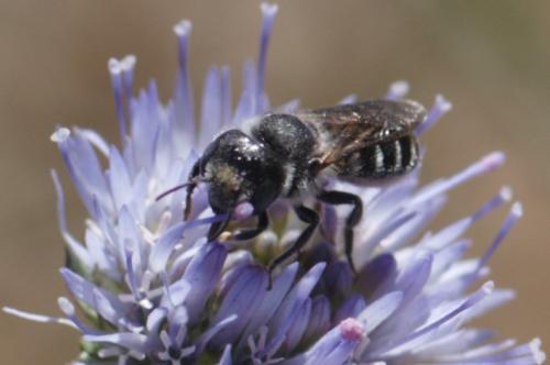 Réf. 249 206 : Osmia sp.